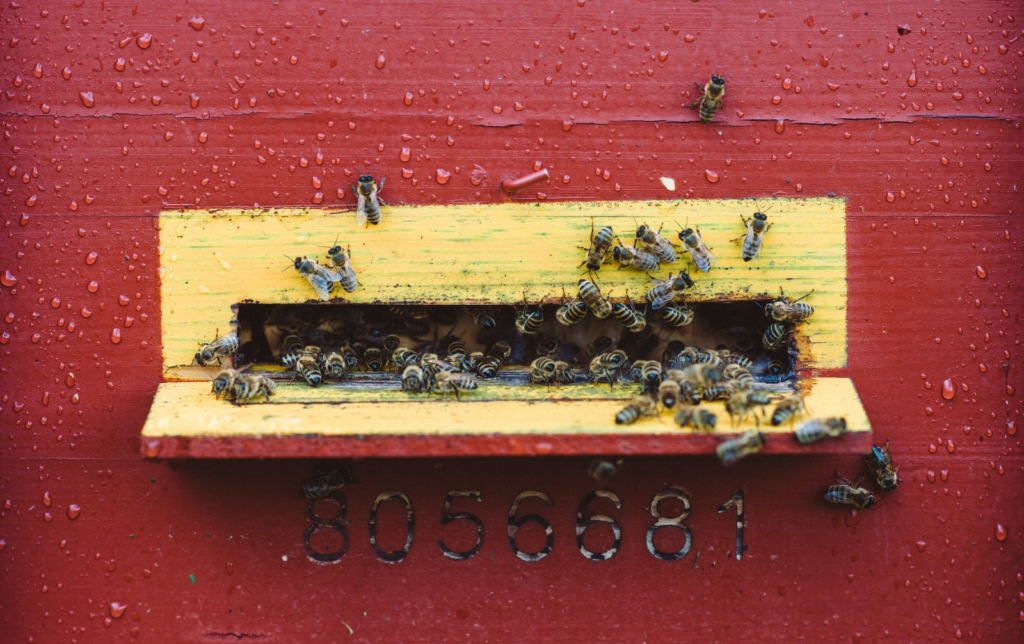 A méhek tolongása a kaptárnál